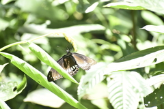 Papilio dravidarum