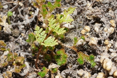 Myriopteris wrightii