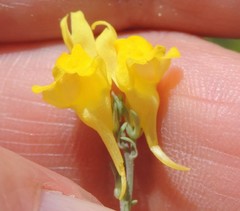 Linaria glauca