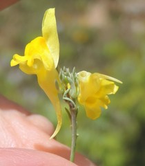 Linaria glauca