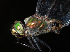 Somatochlora meridionalis