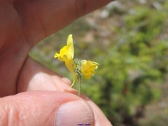 Linaria glauca