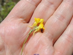 Linaria glauca