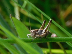 Antaxius spinibrachius