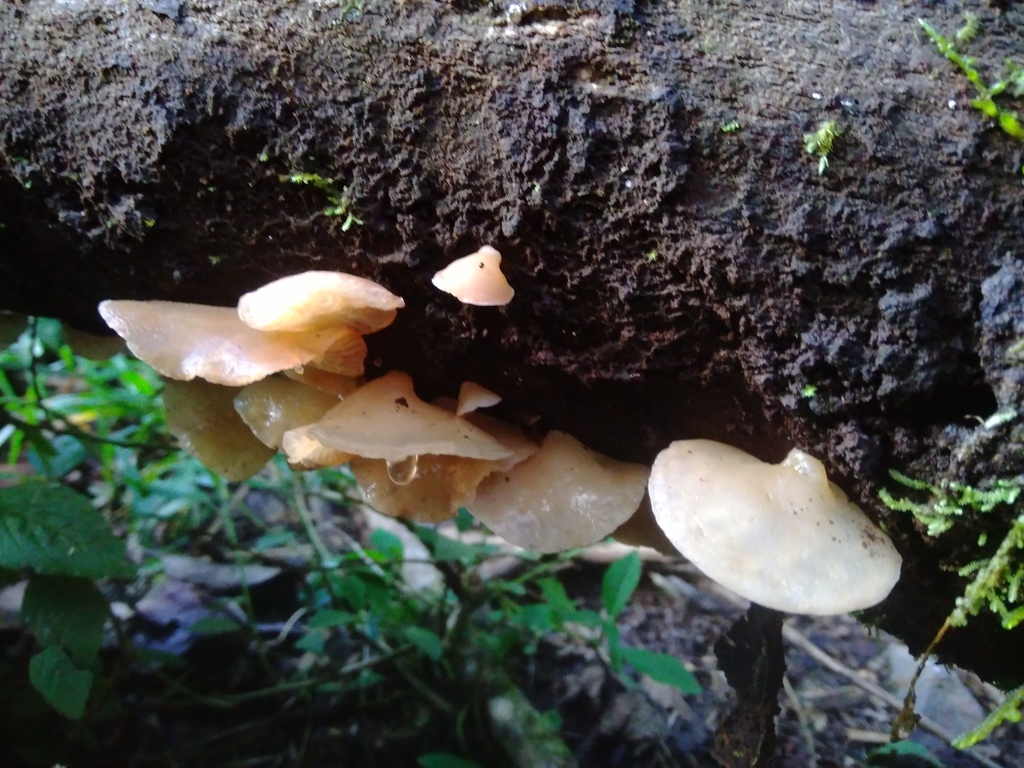 Auricularia delicata · July 2021 · photo: © danielmesa1 (iNaturalist, cc-by)