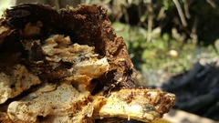 Nasutitermes corniger