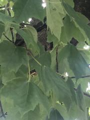 Acer rubrum