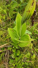 Cypripedium reginae