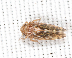 Xestocephalus similis
