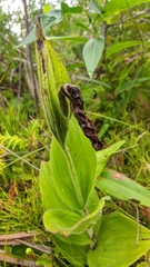Cypripedium reginae