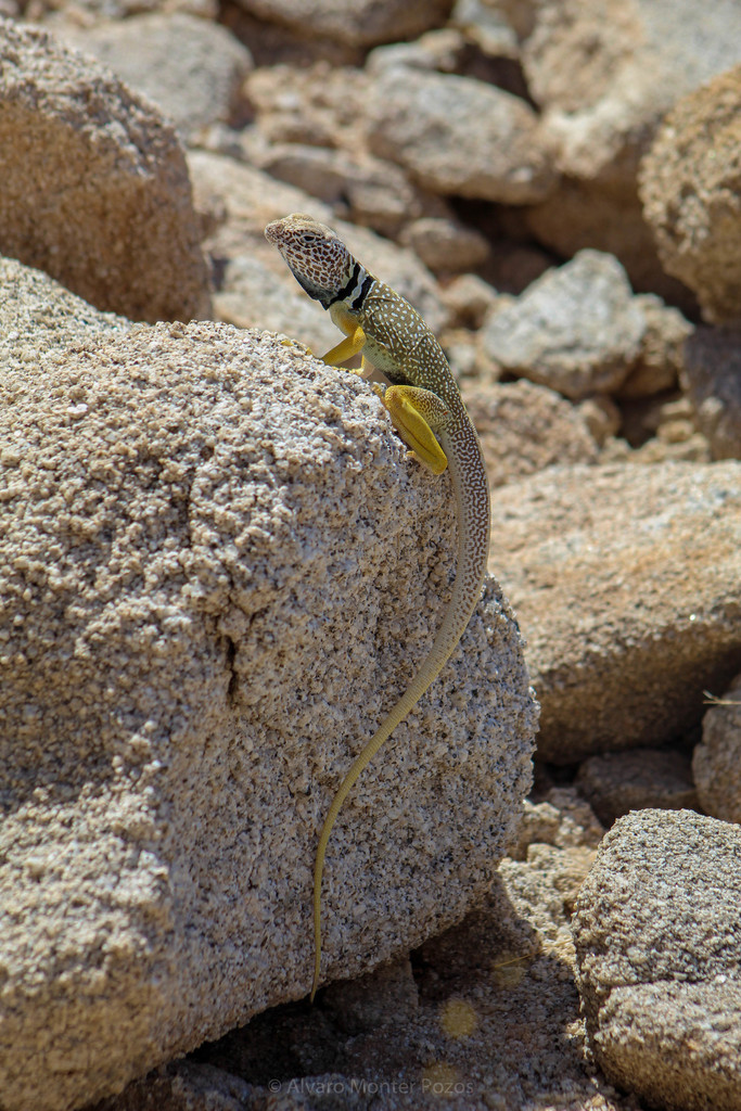 Grismer's Collared Lizard