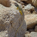 Grismer's Collared Lizard - Photo (c) Alvaro Monter Pozos, some rights reserved (CC BY-NC), uploaded by Alvaro Monter Pozos