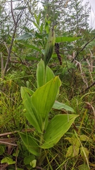 Cypripedium reginae