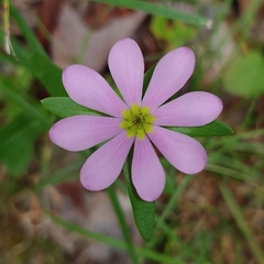 Sabatia capitata
