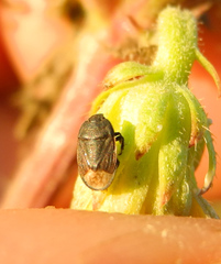 Ochetostethus