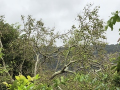 Sclerocroton integerrimus