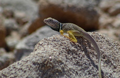 Grismer's Collared Lizard photo 2