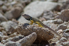 Grismer's Collared Lizard photo 4