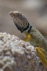 Grismer's Collared Lizard photo 3