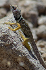 Grismer's Collared Lizard photo 5