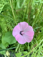 Malva trimestris