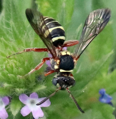 Nomada texana
