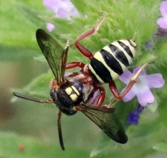 Nomada texana