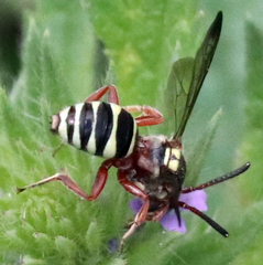 Nomada texana
