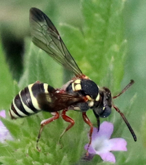 Nomada texana