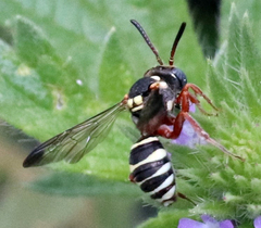 Nomada texana