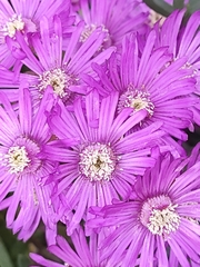 Ruschia macowanii