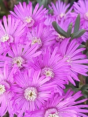 Ruschia macowanii