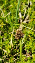 Carex vernacula