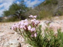 Stenotis peninsularis