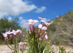 Stenotis peninsularis