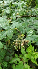 Rosa pisocarpa