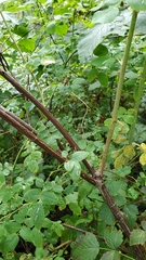 Rosa pisocarpa