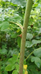 Rosa pisocarpa