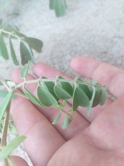 Tephrosia cinerea