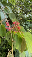 Bauhinia rubeleruziana