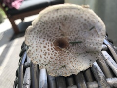 Lepiota felina