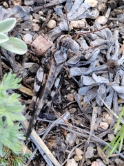 Trimerotropis cincta