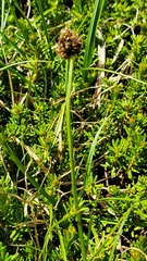 Carex vernacula