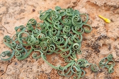 Albuca concordiana