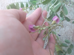 Tephrosia cinerea