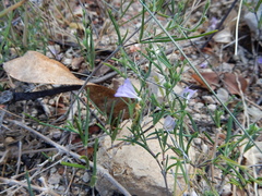 Carlowrightia pectinata