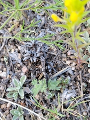 Trimerotropis cincta