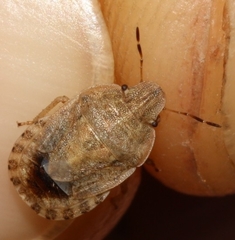 Sciocoris macrocephalus