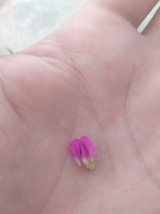 Tephrosia cinerea