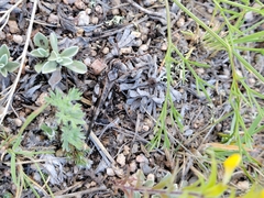 Trimerotropis cincta